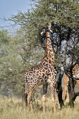 Giraffe Feeding on Acacia Tree in Serengeti, Tanzania