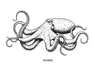 Detailed vintage engraving of octopus with curling tentacles and intricate suckers in classic line style