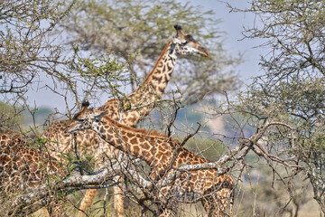 Giraffes Browsing Among Acacia Trees in Serengeti, Tanzania