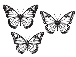 Black and white monarch butterfly engraving with ornate wing lines in classic vintage illustration style