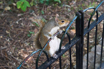 Squirrel in St James Park near the Buckingham Palace in London