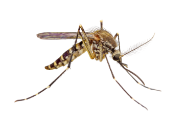 Close-up of a mosquito, intricate patterns