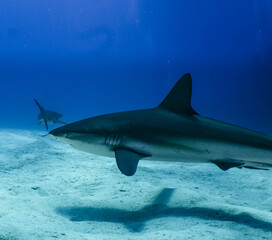 Fototapeta premium Reef Sharks