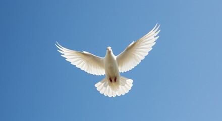 Fototapeta premium white dove in flight