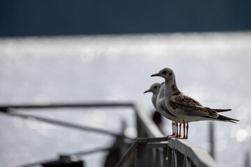 bird on a fence