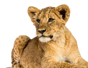 Young Lion Cub Sitting Playfully, Head Tilted Slightly, Transparent Background PNG