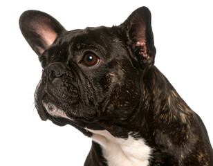 Fototapeta premium french bulldog isolated on white