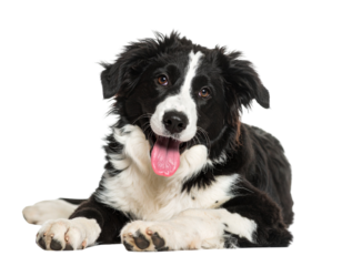 Playful Black and White Puppy Lying Down with Head Tilt and Tongue Out PNG
