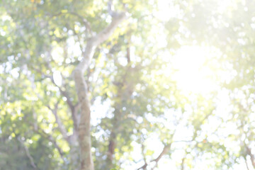 blur tree bokeh in garden, natural blurred leaf green at summer, forest blur, environment ecology or greenery abstract texture background
