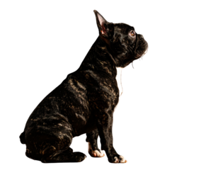 Large German Shepherd Sitting Alert on Floor, Looking Up, Angled View PNG