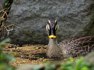 入浴するカルガモ