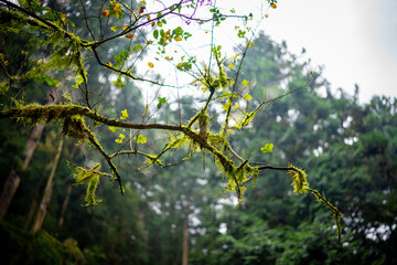 森の息吹、苔むす枝