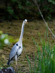公園でまったりするアオサギ