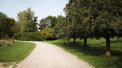 nature photography, garden, apples, grapes, field