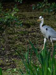 公園のアオサギ