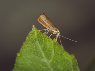 A close-up of a Straw Grass-moth perched on a leaf (Agriphila straminella)