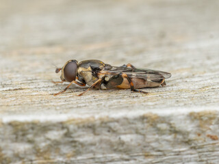 A close-up side view of a Thick-Legged Hoverfly (Syritta pipiens)