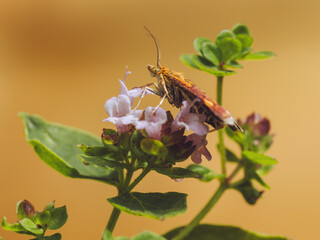 A close-up of a Mint Moth perched on Oregano flowers (Pyrausta aurata)