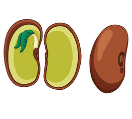 Science of hand draw vector Diagram showing parts of dicot seed clipart.