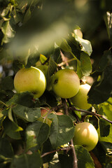 nature photography, garden, apples, grapes, field
