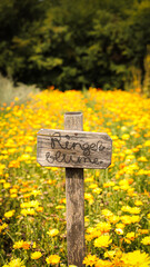 nature photography, garden, apples, grapes, field
