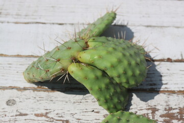kaktus opuncja Opuntia polyacantha cv. Snowball