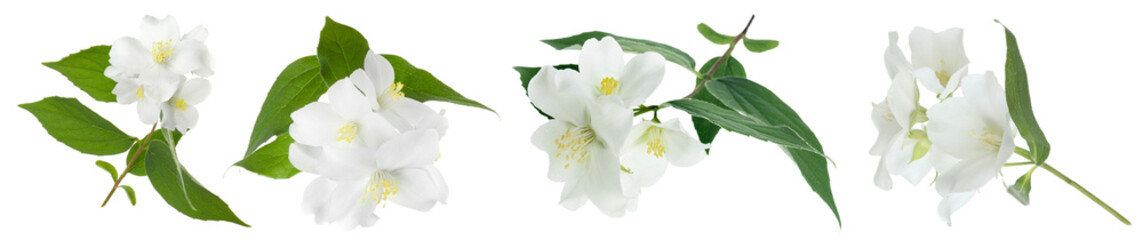 Fragrant jasmine flowers and leaves isolated on white, set