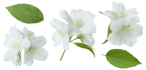 Fragrant jasmine flowers and leaves isolated on white, set