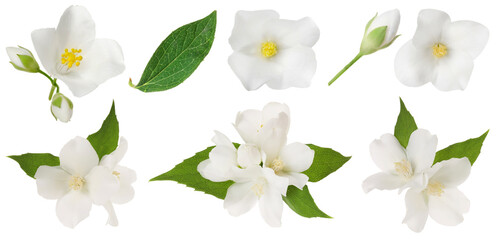 Fragrant jasmine flowers and leaves isolated on white, set