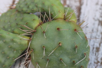 kaktus opuncja Opuntia polyacantha cv. Snowball
