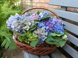 basket with blue pink and lilac hydrangea flowers on a bench