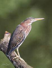 green heron bird