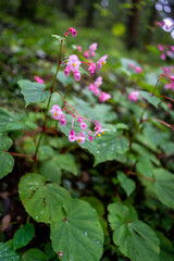 森に咲く可憐なピンクの花