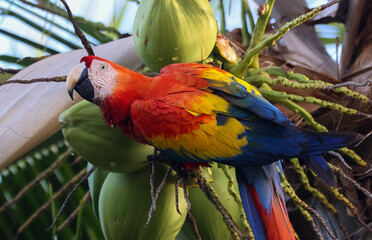 Scarlet Macaw Birds - Red Lapas - Guacamayas in Costa Rica	