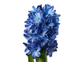 Vibrant blue hyacinth bloom isolated on black flower petals, Isolated, Png Transparent Background