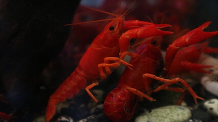 Red Freshwater Lobster in Aquarium Vibrant red freshwater lobster in aquarium tank.