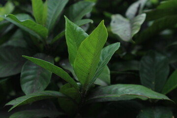 Obraz premium Fresh Green Leaves Closeup Close-up of fresh green leaves in natural light.