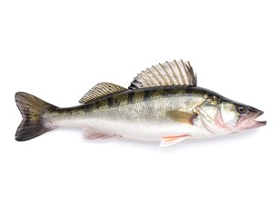 Fototapeta premium Fresh fish, side profile