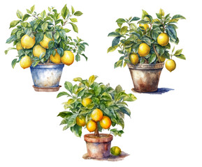 Lemon trees in ceramic planters, watercolor illustration 