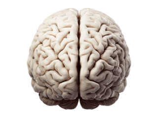 Intricate human brain with detailed gyri and sulci anatomy medical, Isolated, Png Transparent Background