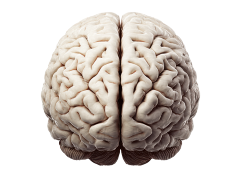 Intricate human brain with detailed gyri and sulci anatomy medical, Isolated, Png Transparent Background