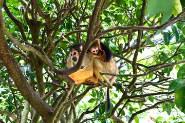 木の上のリスザルの親子