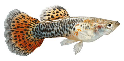 Spotted, colorful fish with large, flowing fins