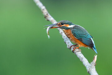 Kingfisher with prey