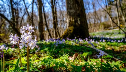 Fototapeta premium Spring wildflowers bloom now