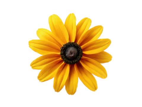 Bright yellow daisy with dark center black flower, Isolated, Png Transparent Background