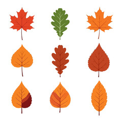 Vector art of collection of nine colorful autumn leaves in various shapes and colors, isolated on white background