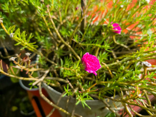 Pink Rose flower, tree, and green background