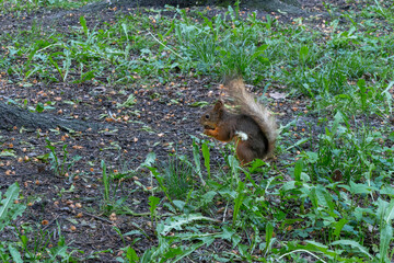 A Squirrel In Its Natural Habitat Foraging Amidst Green Foliage And Earthy Ground. Symbol Of Resilience And Adaptation In Nature Captured Through A Squirrel's Journey.