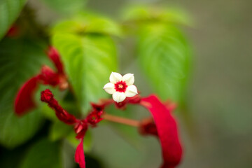 White and red flowers, tree leaves, and a greenery background blur